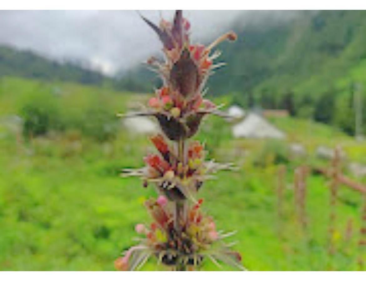 Valley Of Flowers Holiday Inn, Ghangaria Lokpāl Eksteriør bilde